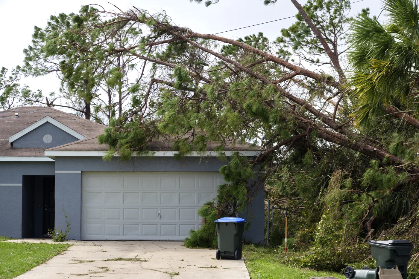 Tree Trimming & Pruning — Dirty Boys Construction