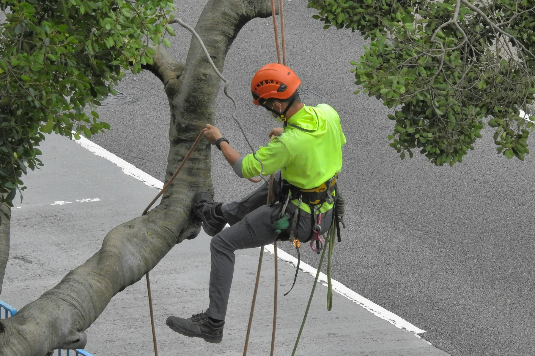 Arborist roped in, trimming a large tree limb